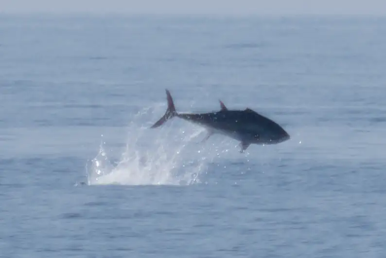 Atlantic bluefin tuna for Kids: Facts, Map and Sounds