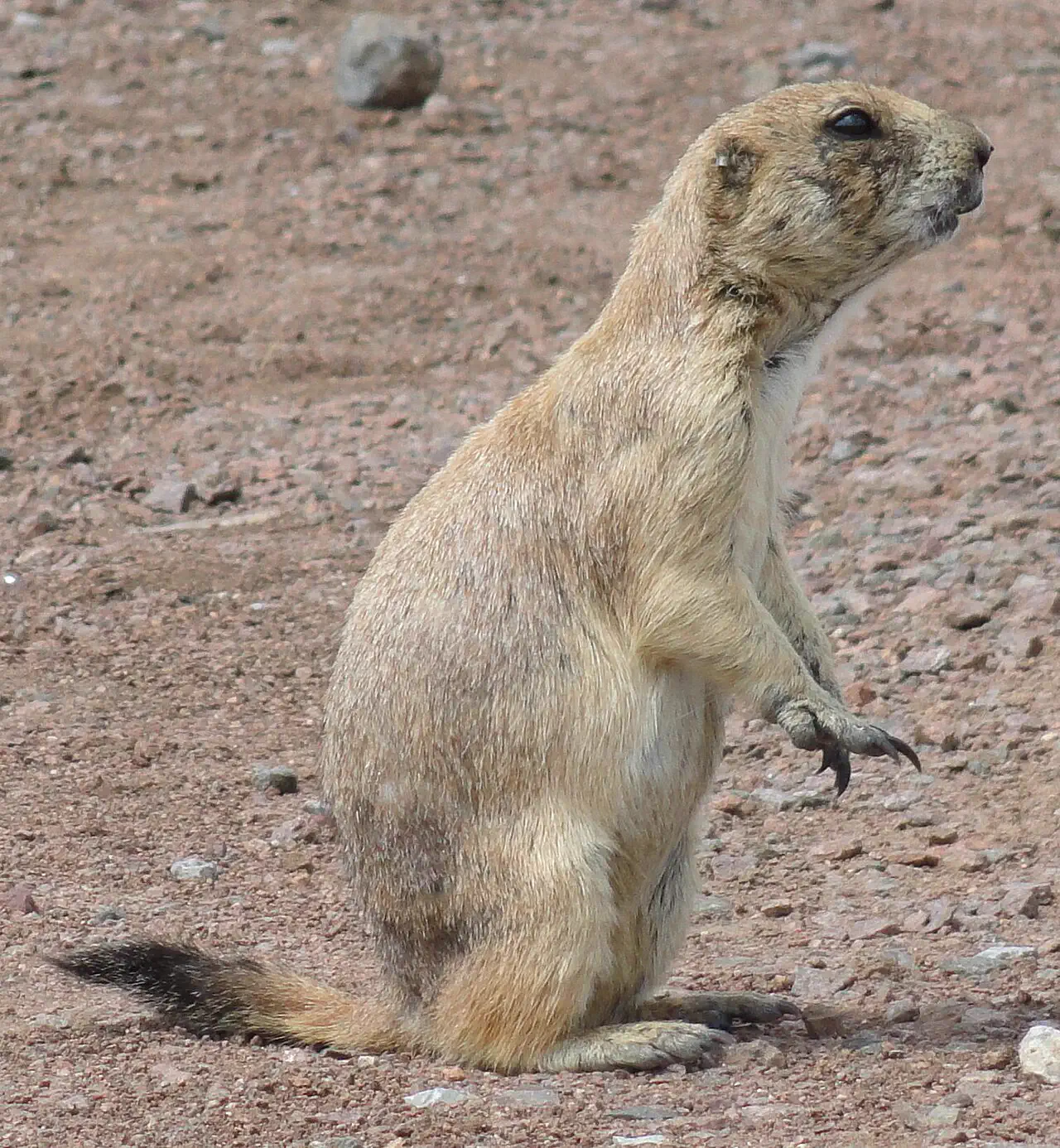Diging Dog Black-tailed prairie dog for Kids: Facts, Map and Sounds
