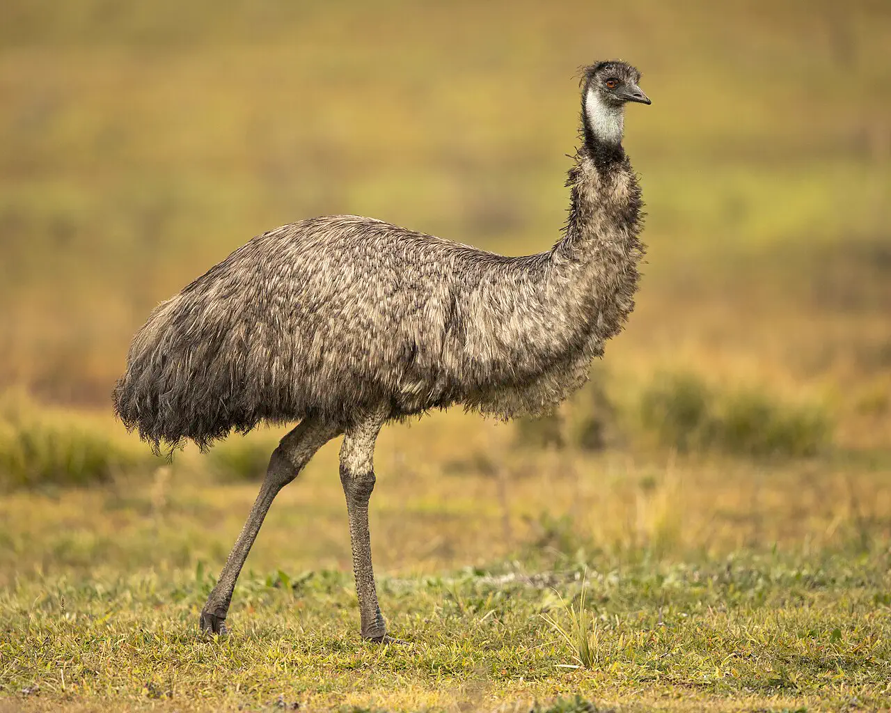 Emu for Kids: Facts, Map and Sounds · PlayOwl