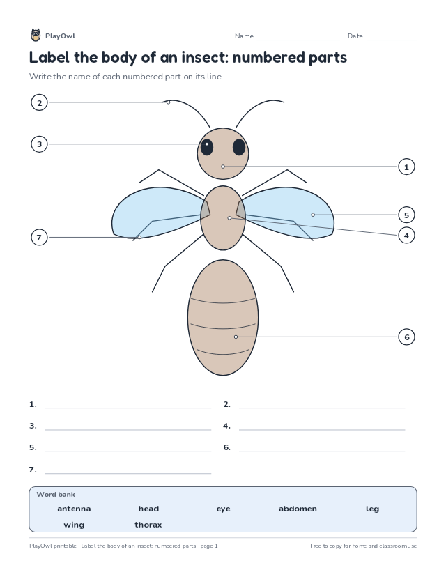 Label the body of an insect: numbered parts: science diagram worksheet for Grade 1, page 1 preview