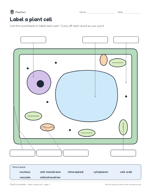Label a plant cell: science diagram worksheet for Grade 10, page 1 preview