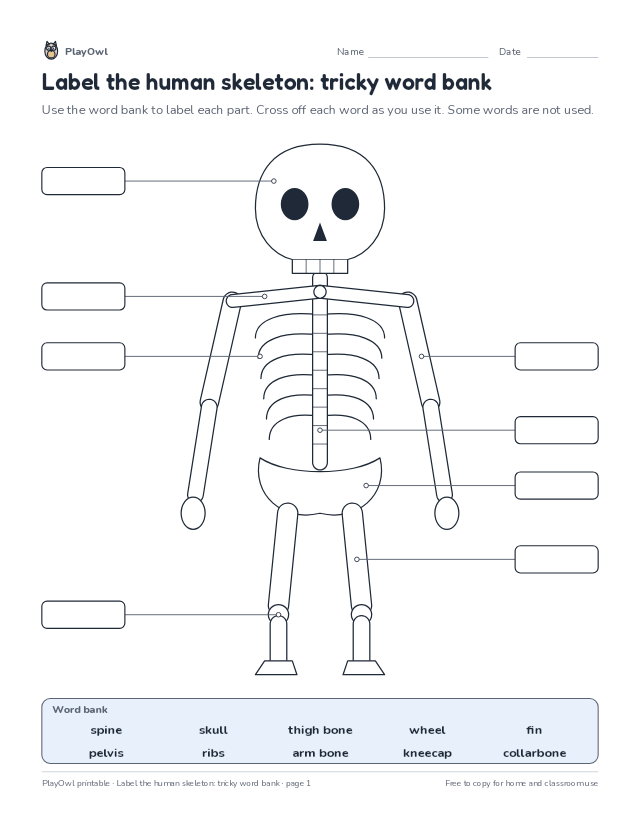 Label the human skeleton: tricky word bank: science diagram worksheet for Grades 2–3, page 1 preview