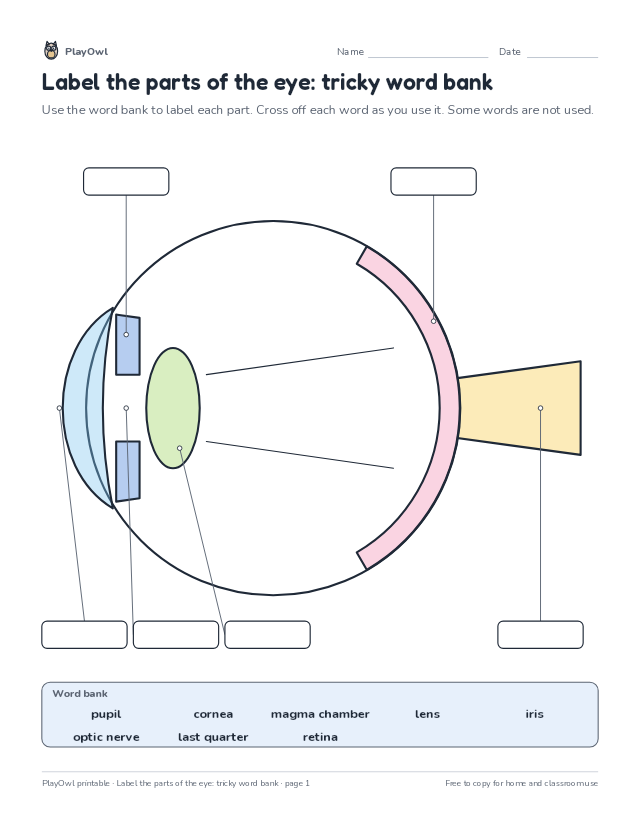 Label the parts of the eye: tricky word bank: science diagram worksheet for Grades 5–10, page 1 preview