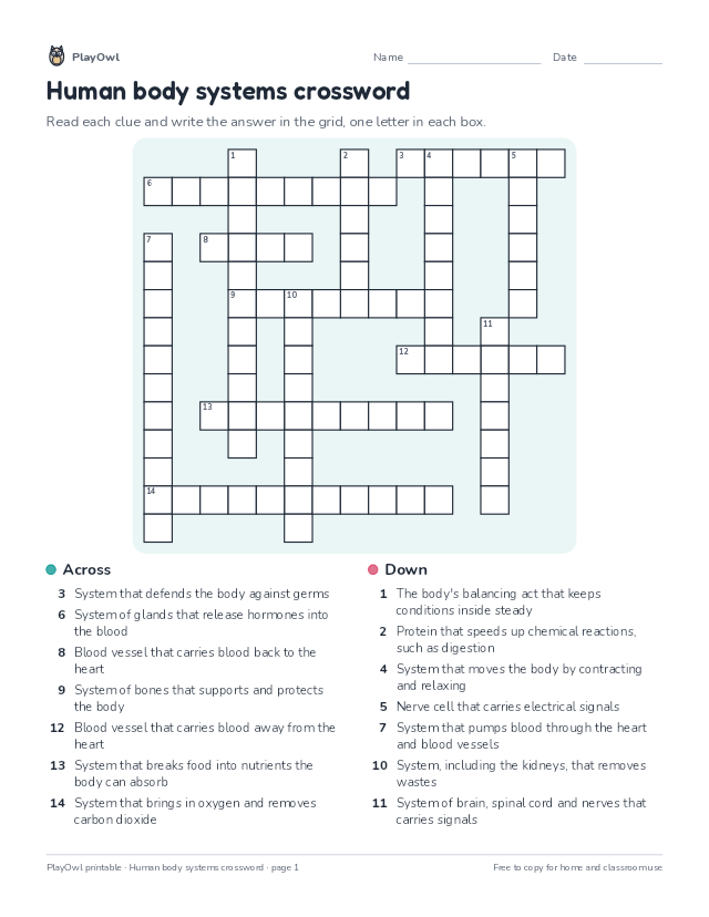Human body systems crossword: crossword puzzle for Grade 8, page 1 preview
