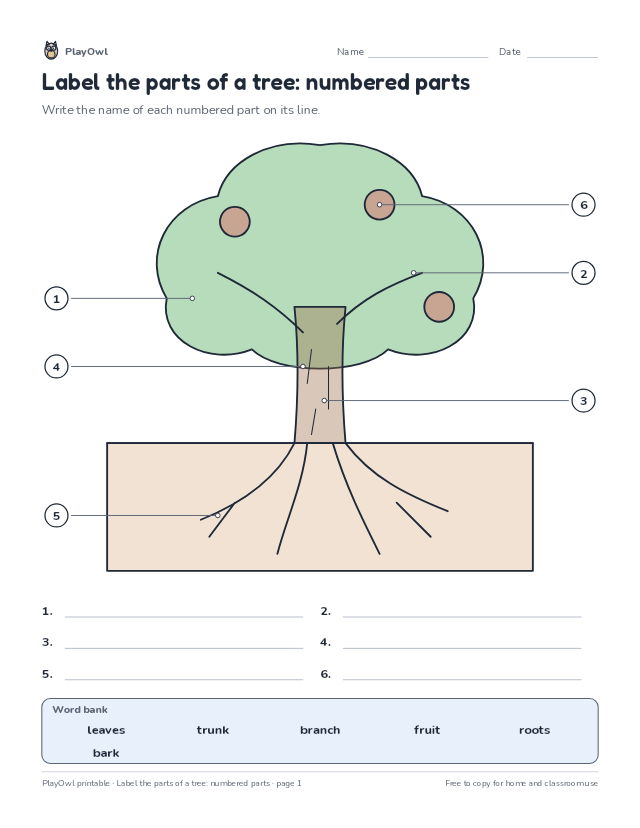 Label the parts of a tree: numbered parts: science diagram worksheet for Kindergarten, page 1 preview